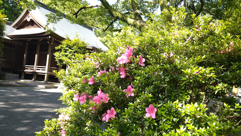 つつじの花